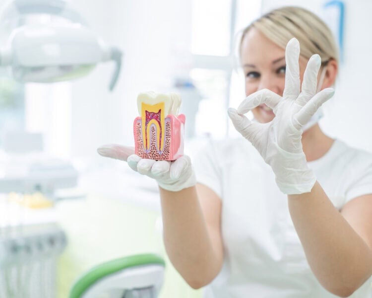 Dental model in a clinic setting.